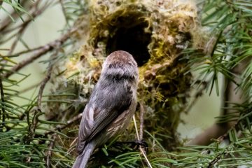 Bushtit
