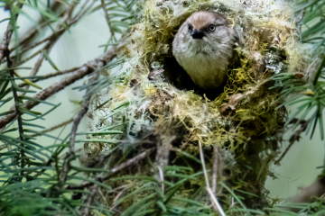 Bushtit