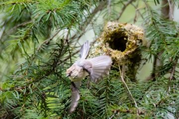 Bushtit