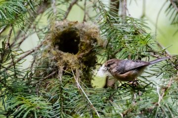 Bushtit
