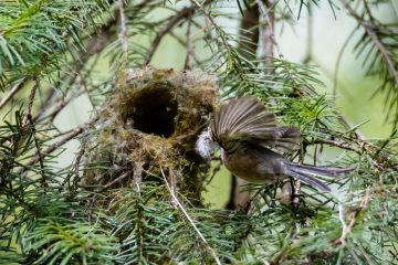 Bushtit