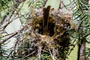 Bushtit