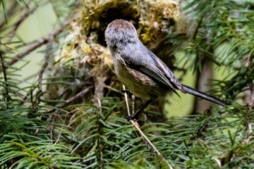 Bushtit