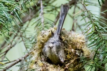 Bushtit