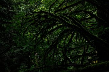 Spooky Forest