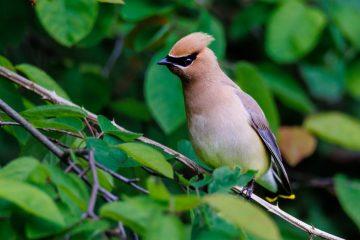 Cedar Waxwing