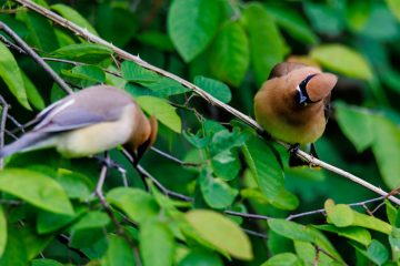 Cedar Waxwing