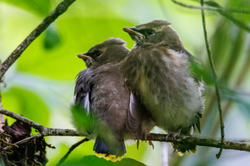 Juv Cedar Waxwing