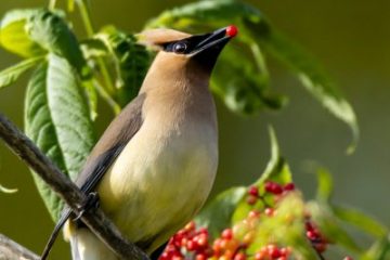 Cedar Waxwing