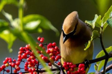 Cedar Waxwing