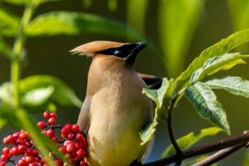 Cedar Waxwing