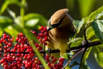 Cedar Waxwing