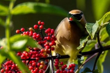 Cedar Waxwing