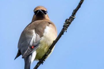 Cedar Waxwing