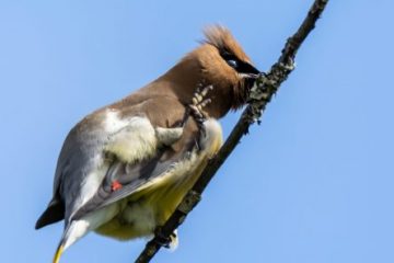 Cedar Waxwing