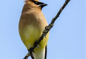 Cedar Waxwing
