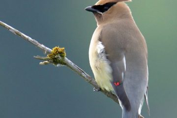Cedar Waxwing