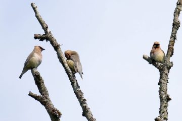 Cedar Waxwing