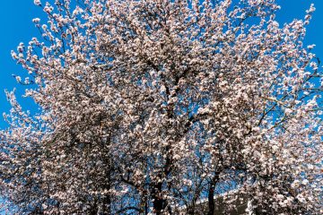 IMG_4415_20200309-scaled