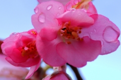 IMG_4275_20200308