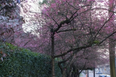 IMG_4304_20200308