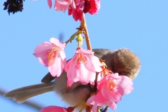IMG_4453_20200309