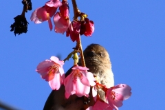 IMG_4455_20200309