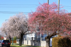 IMG_4487_20200309