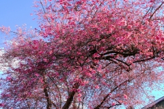 IMG_4488_20200309