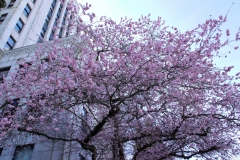 IMG_4532_20200312