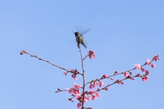 IMG_4853_20200319