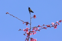 IMG_4859_20200319