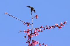 IMG_4860_20200319