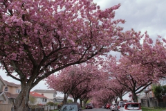 Cherry Blossom, Vancouver