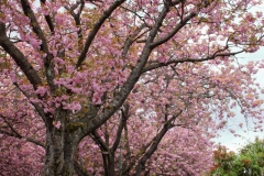 Cherry Blossom, Vancouver