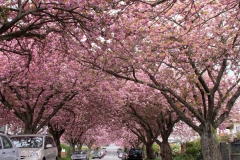 Cherry Blossom, Vancouver