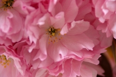 IMG_6176_20200425