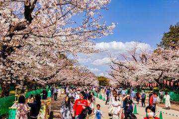 Cherry blossom at Ueno Park