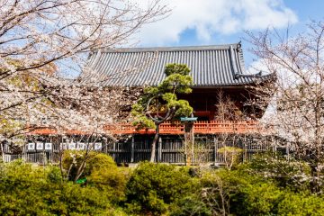 Cherry blossom at Ueno Park