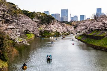 Cherry blossom at Chidorigafuchi
