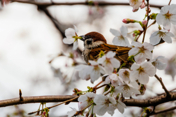 Birds and Cherry Blossom