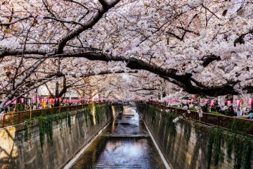 Cherry blossom at Meguro river