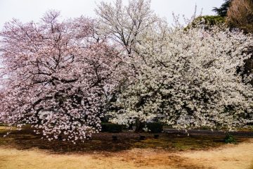 Cherry blossom at Shinjuku park