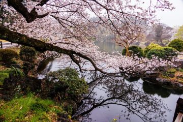 Cherry blossom at Shinjuku Gyoen
