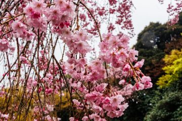 Shinjuku park