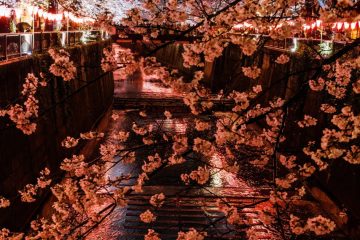 Cherry blossom at Meguro river at night