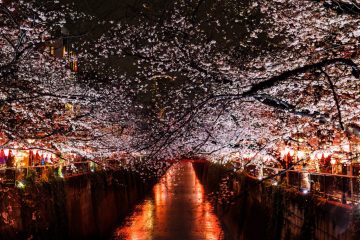 Cherry blossom at Meguro river at night