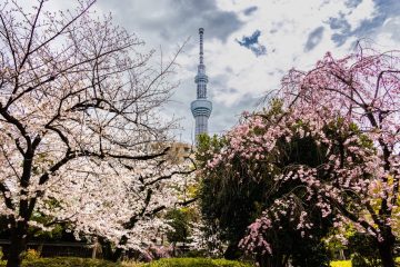 Cherry blossom at Sumida Park
