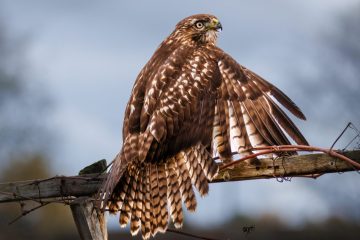 Cooper's Hawk