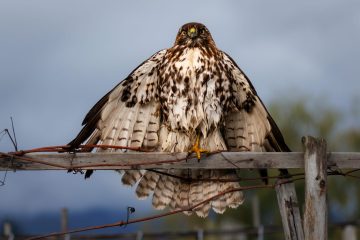 Cooper's Hawk